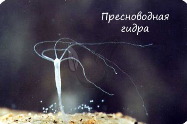 Kraken ссылка актуальная